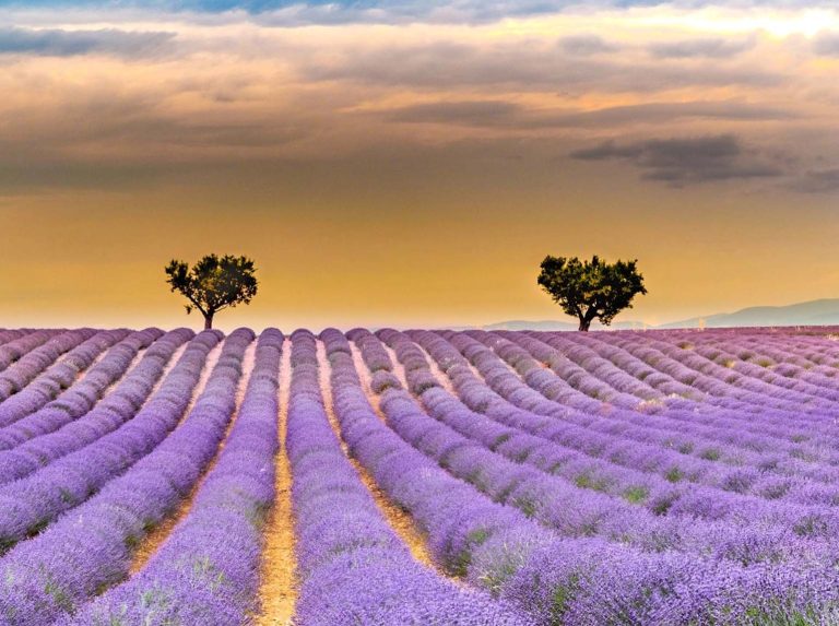 Provence Paradise: Exploring the Charms of Southern France